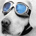 Avatar de l’utilisateur